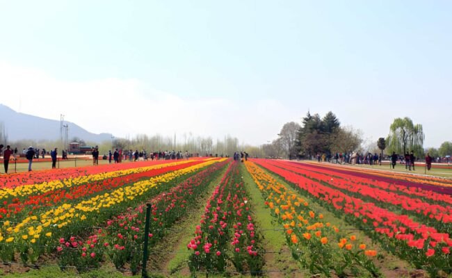 Jammu Kashmir Tulip Tour
